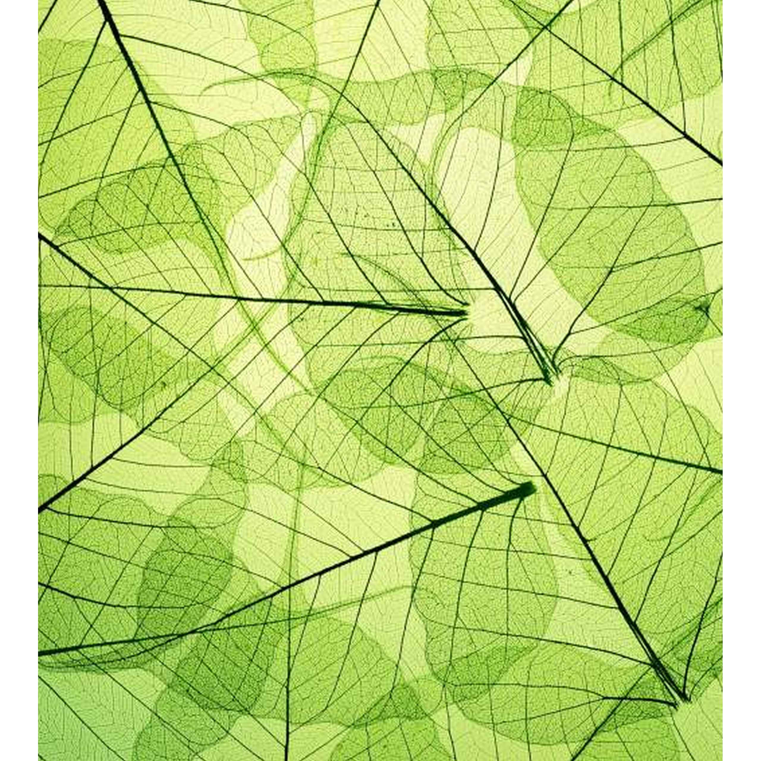 Dimex Linea Dimex MS-2-0111 Carta da parati fotografica Tessuto non tessuto Varie dimensioni Foresta e piante Verde