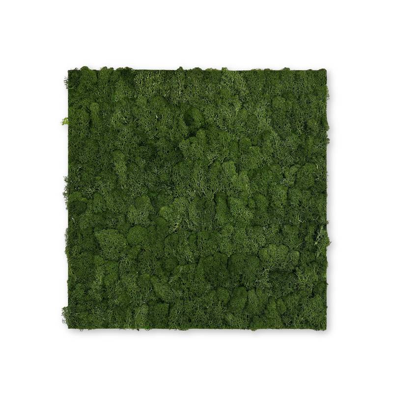 Pannello acustico modulare JANGAL 520 x 520 x 40 mm Muschio verde scuro Parete vegetale in vero muschio