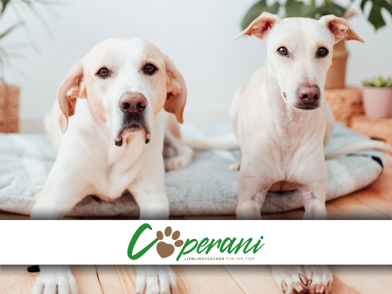 Coperani, due cani su una coperta