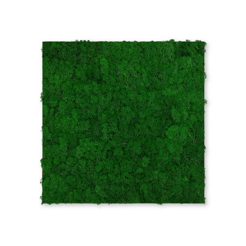 Pannello acustico modulare JANGAL 520 x 520 x 40 mm Muschio verde naturale Parete vegetale in vero muschio