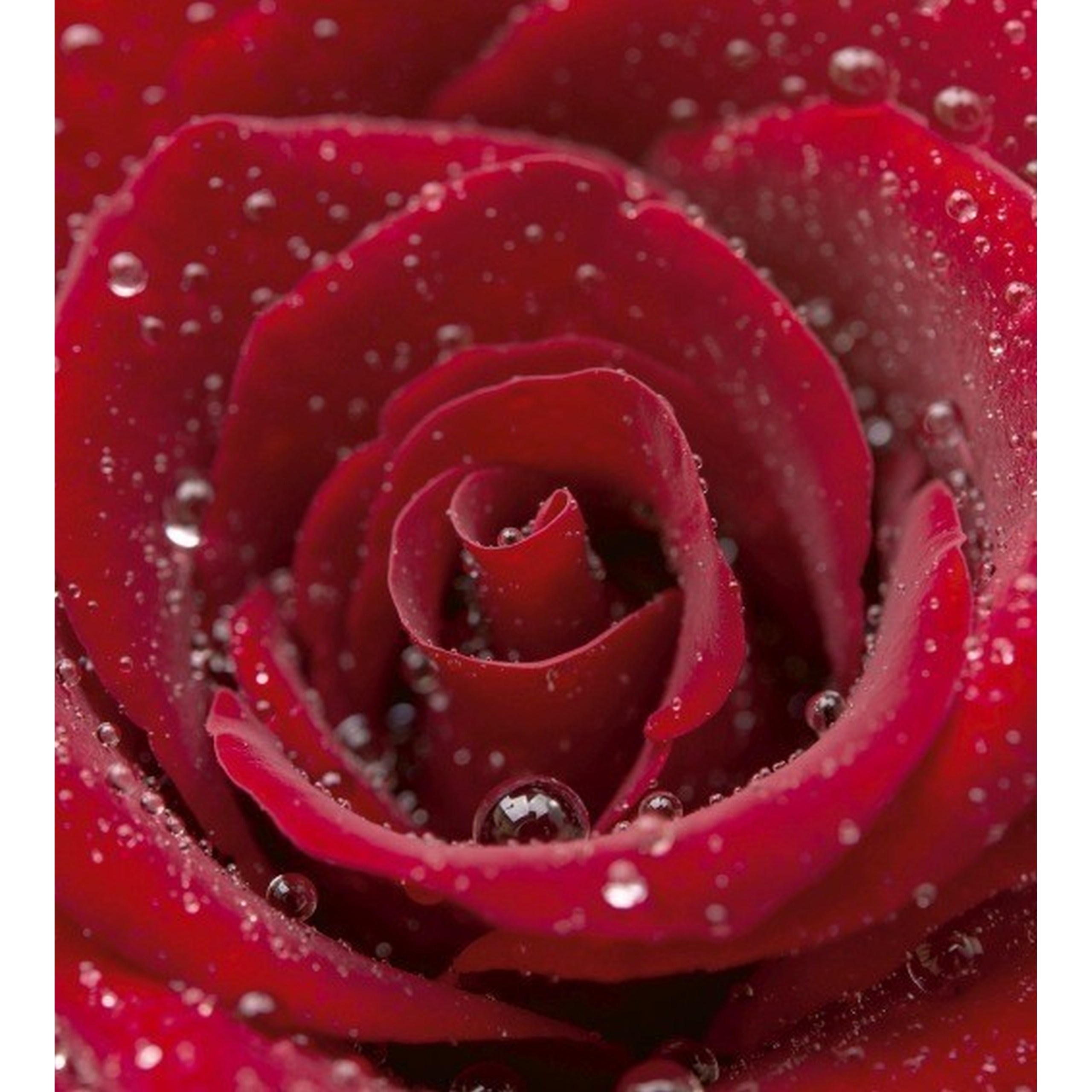 Dimex Linea Dimex MS-3-0138 Carta da parati fotografica Tessuto non tessuto Varie dimensioni Foresta e piante Rosso