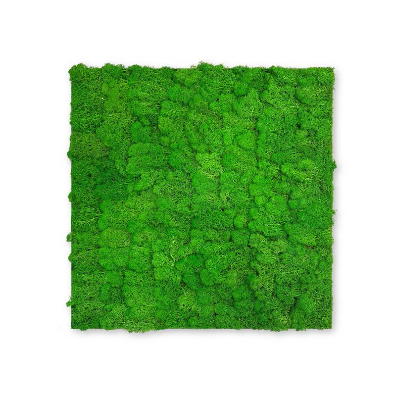 Pannello acustico modulare JANGAL 520 x 520 x 40 mm Muschio verde intenso Parete vegetale in vero muschio