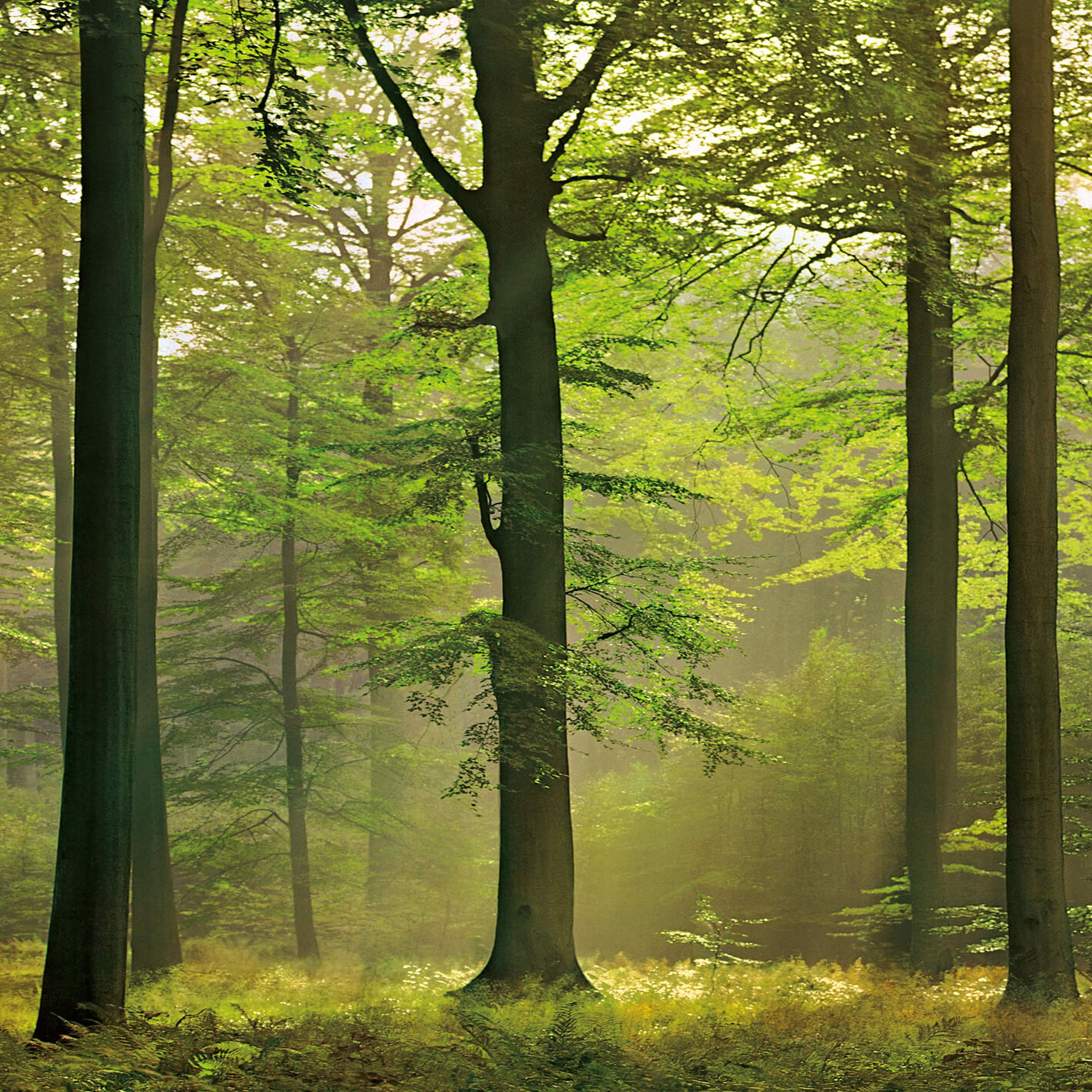 A.S. Creation Designwalls 2.0 DD119109 Carta da parati fotografica Tessuto non tessuto 192 x 260 cm Foresta e piante