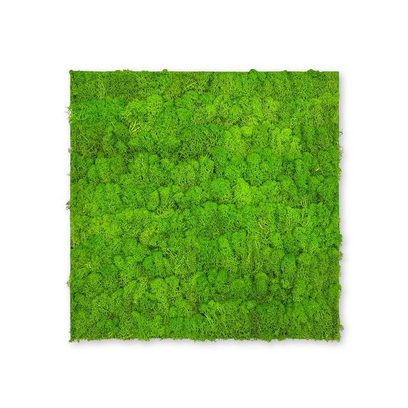 Pannello acustico modulare JANGAL 520 x 520 x 40 mm, muschio verde brillante, parete vegetale in vero muschio