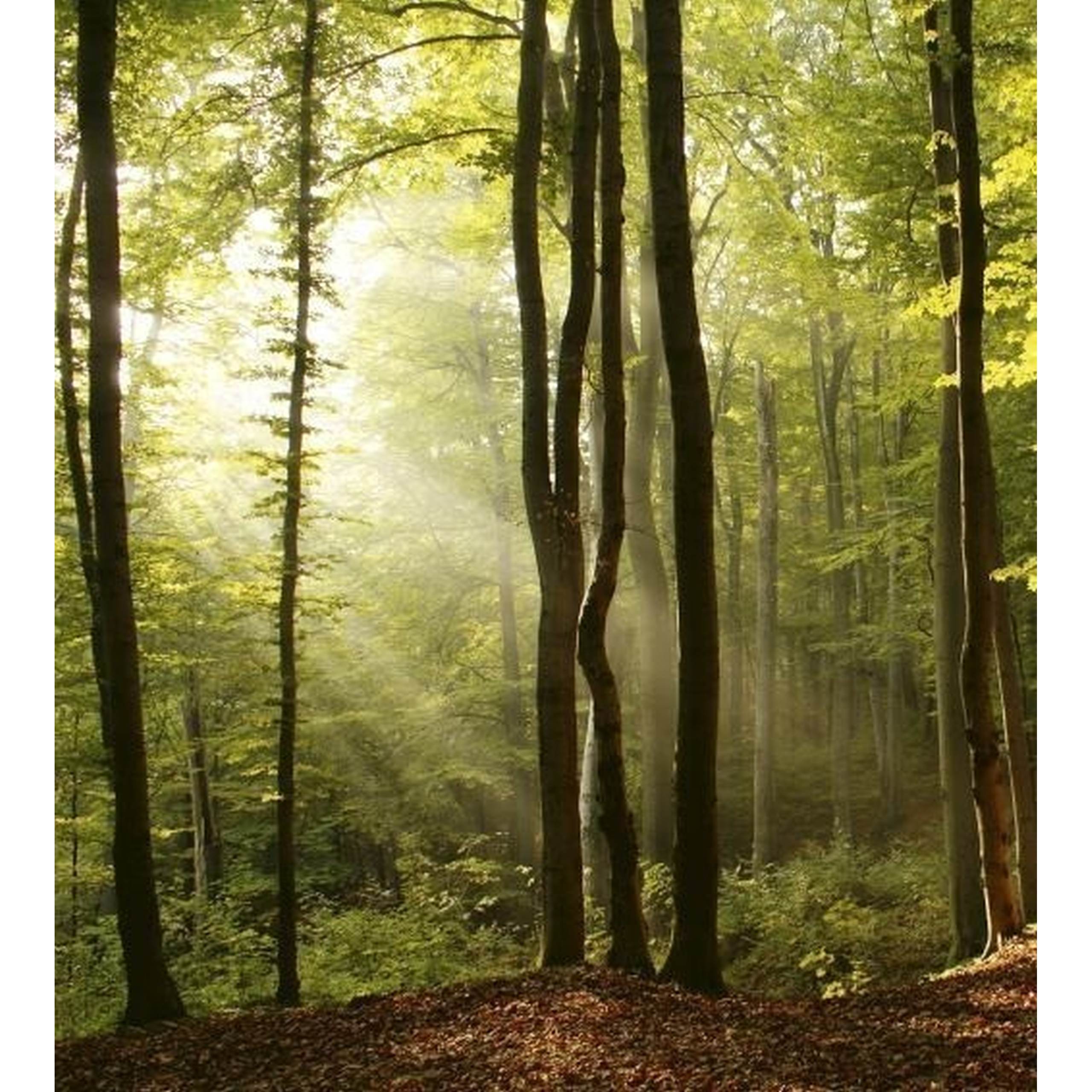 Dimex Linea Dimex MS-2-0098 Carta da parati fotografica Tessuto non tessuto Varie dimensioni Foresta e piante Verde